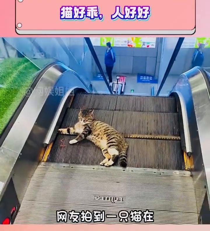 猫好乖，人好好。
网友拍到一只猫在电梯里一动不动，还以为它在玩耍，走近才发现它的