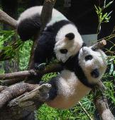 日本宣布了！
12月15日，日本东京都政府发布消息称，旅居日本东京上野动物园的大