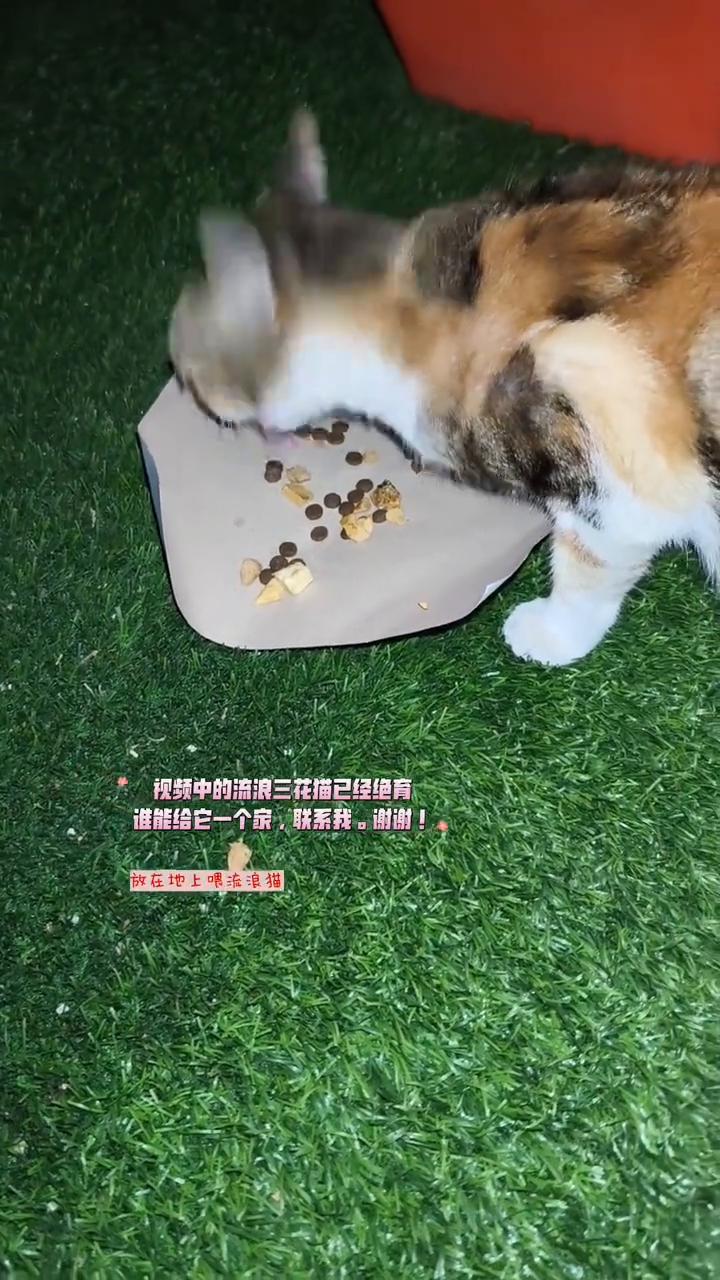 猫粮可以直接丢在地上喂吗？
今天出门没带小碗，只能找了片硬纸板放上猫粮。猫粮千万