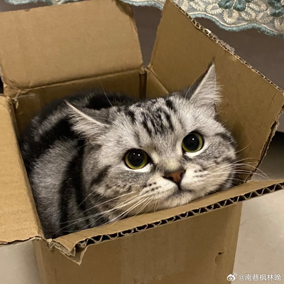 小猫被商家连商品发给客户刷到个又惊险又好笑的事，买家网购东西，拆快递直接惊住，箱