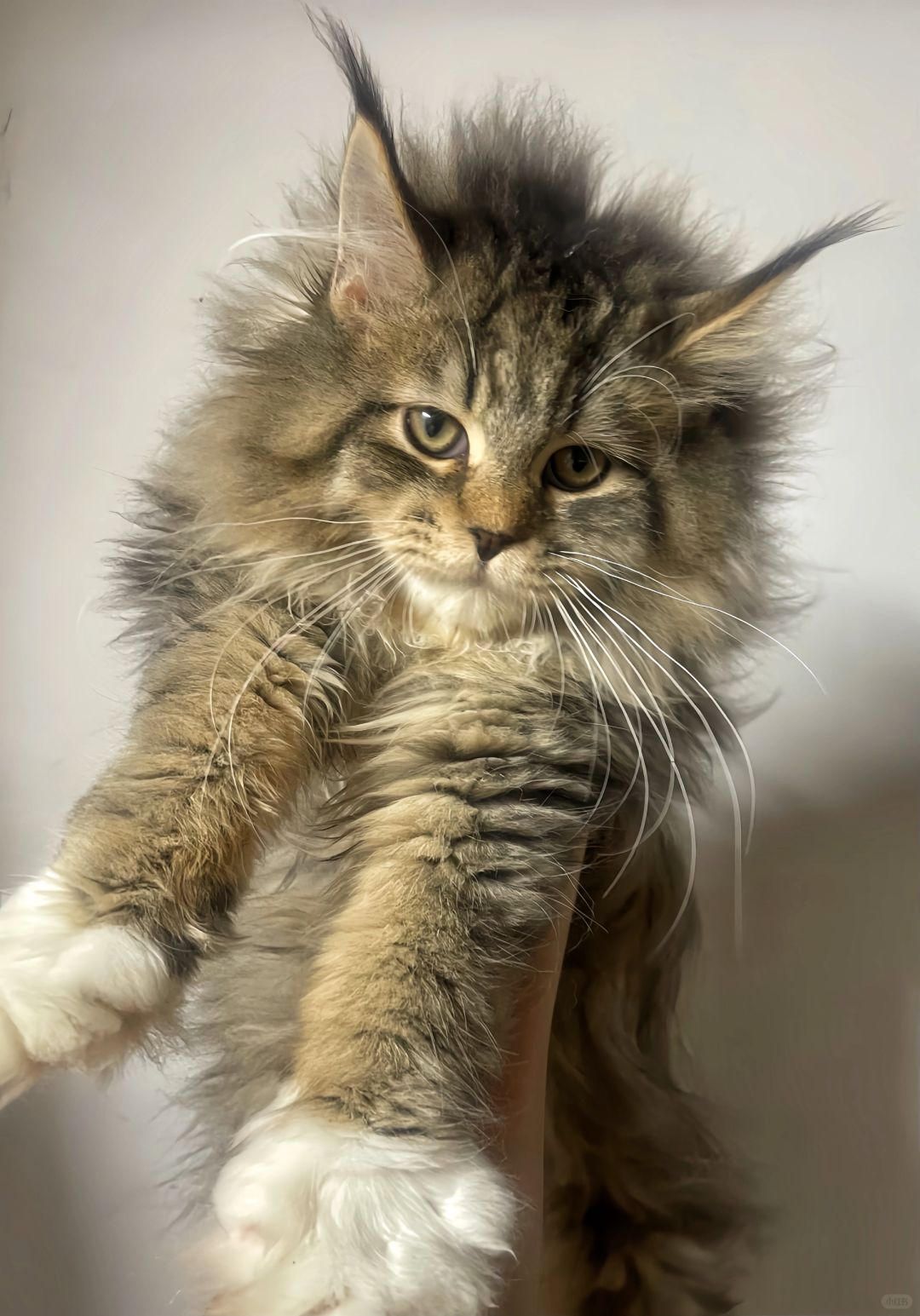 缅因｜棕虎斑加白缅因弟弟