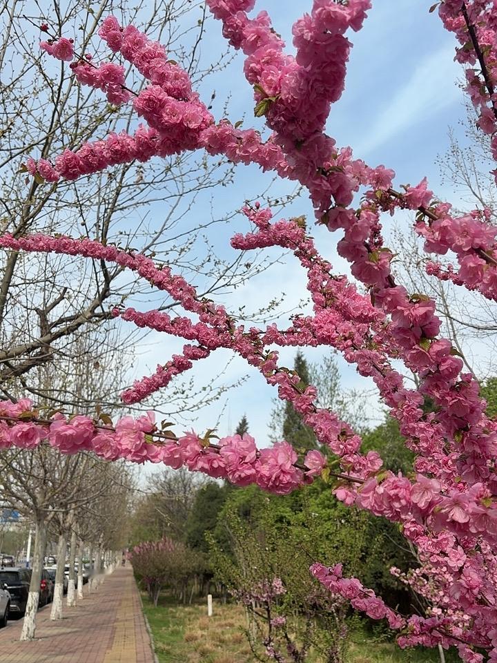 记得1987年在某高中复读
那个时候校外的台球厅很火爆
有一个同学打台球上了瘾