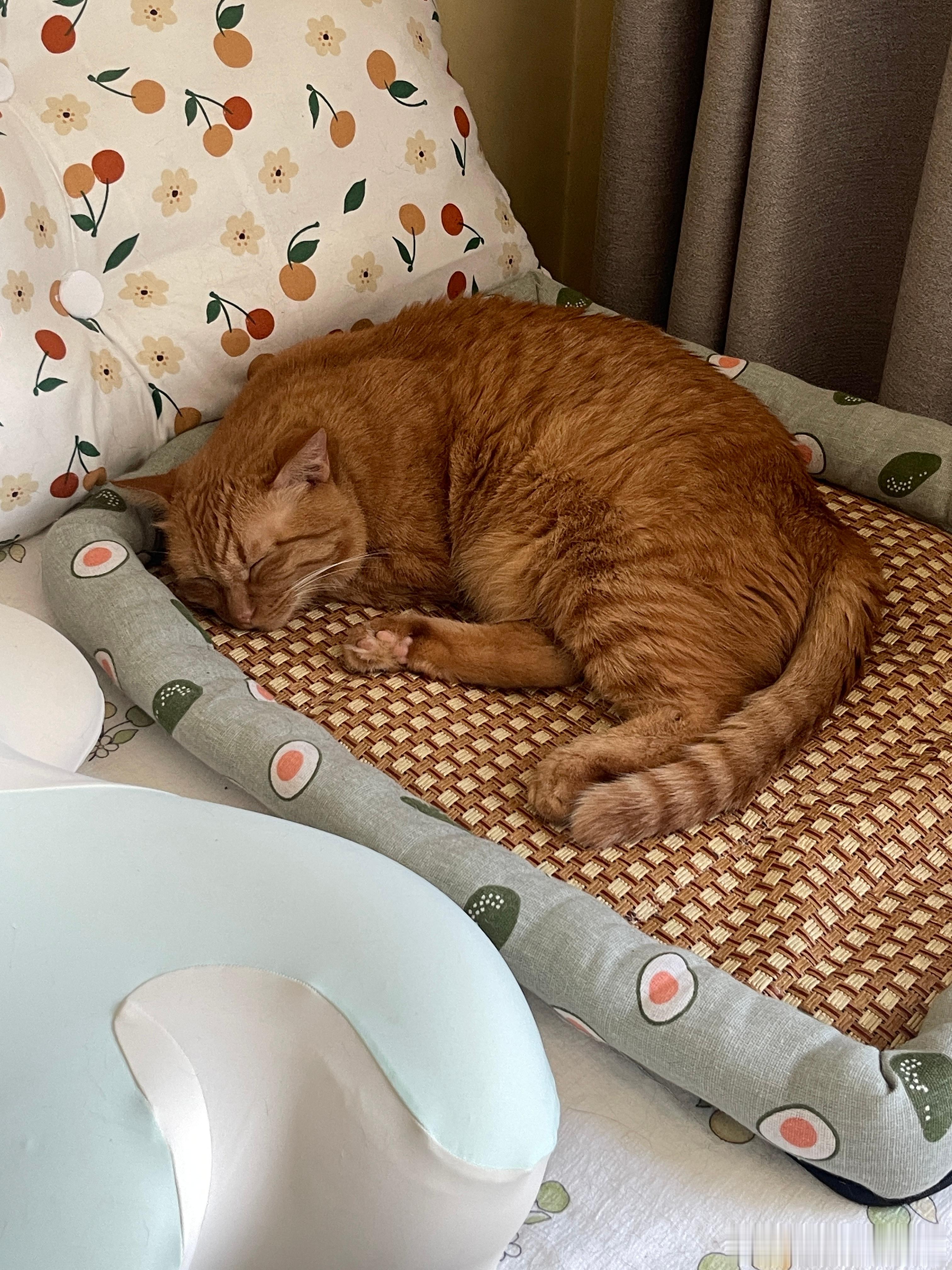 孩孩们都睡午觉了💤 