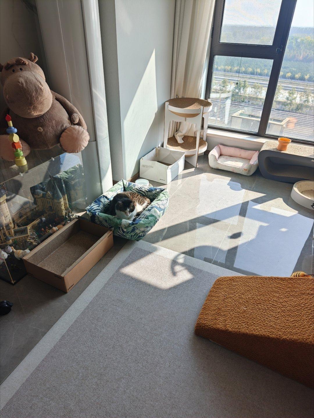 冬天的猫窝拿出来，夏天的还没收回去，又是满地猫窝了。小猫们每天随处大小睡。 ​​