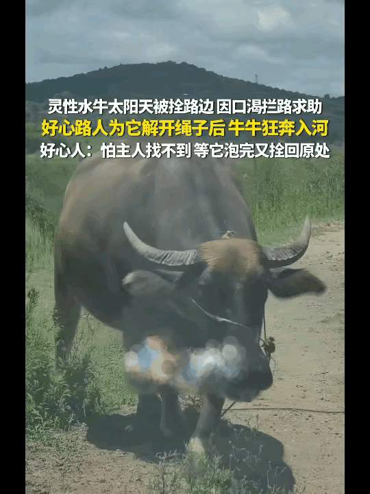 河南一头水牛大热天拦路求助，路人反应看哭无数人：这才是最高级的善良！

你有没有