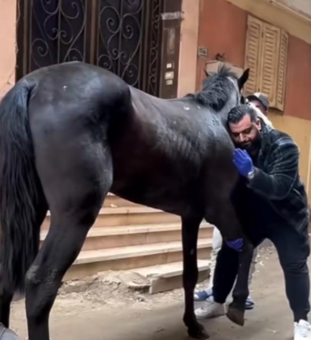 为什么马的腿断了必须死？一位养了10年马的师傅告诉我：90%的人都不知道，就算是