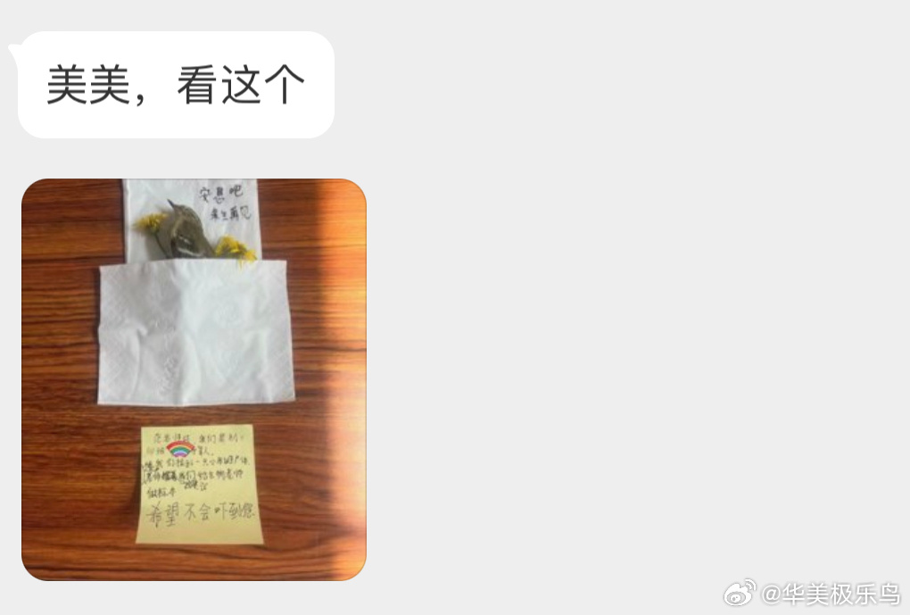 不幸的小鸟可爱的孩子 ​​​