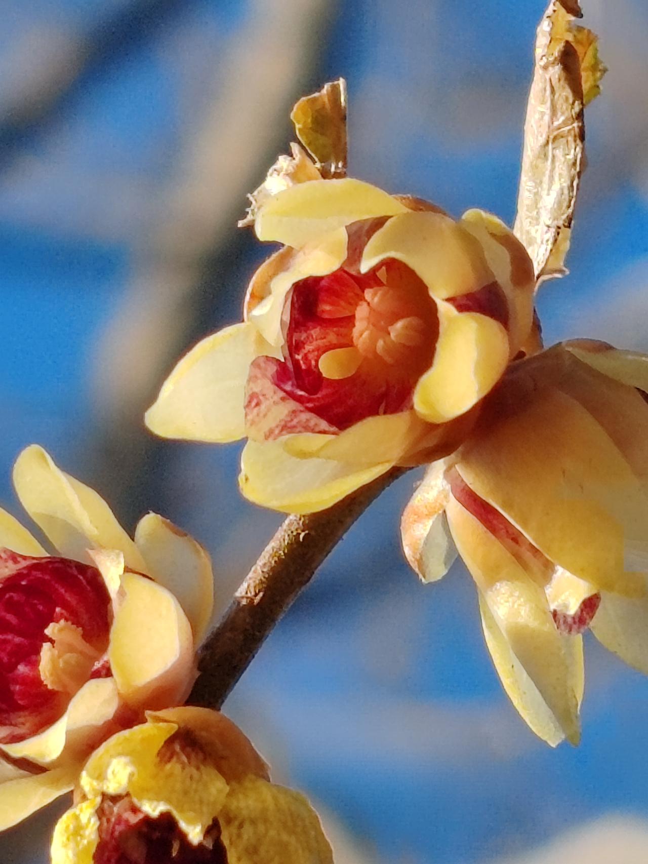 晒图笔记大赛腊月赏梅。