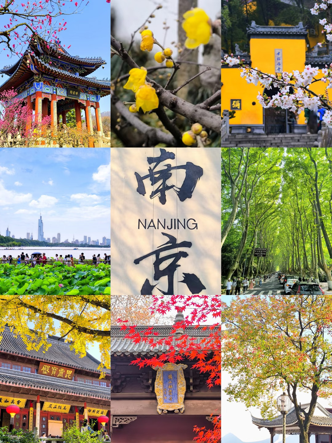 2024旅行结算 | 南京春夏秋冬皆有花海❗