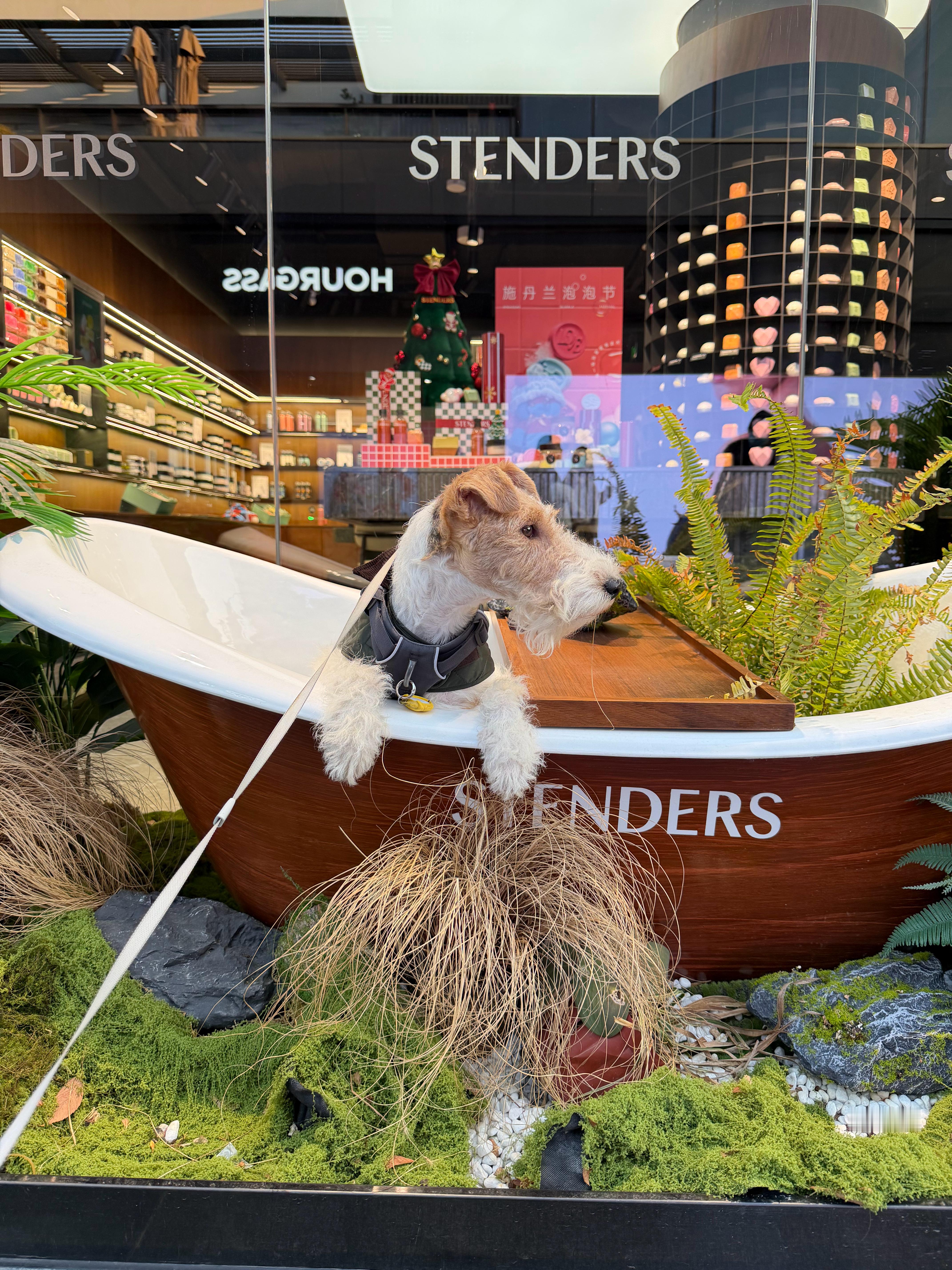 丁丁狗各品牌代言招募哈哈哈 