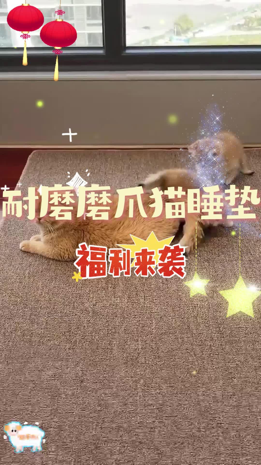 宠物装备萌宠好物