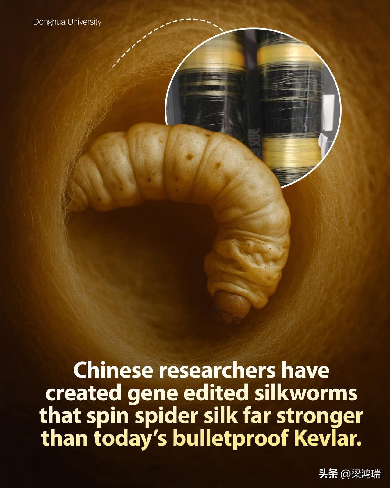 中国东华大学生物与医学工程学院的研究人员培育出了基因编辑蚕，它们生产的蜘蛛丝比当