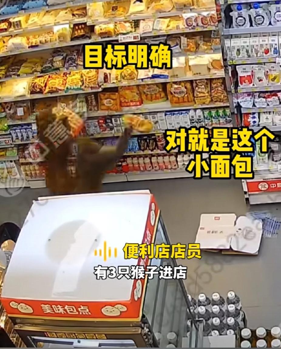 搞笑！三只野猴组团打劫“便利店”，一猴一袋小面包，目标精准，火速撤离！11月20