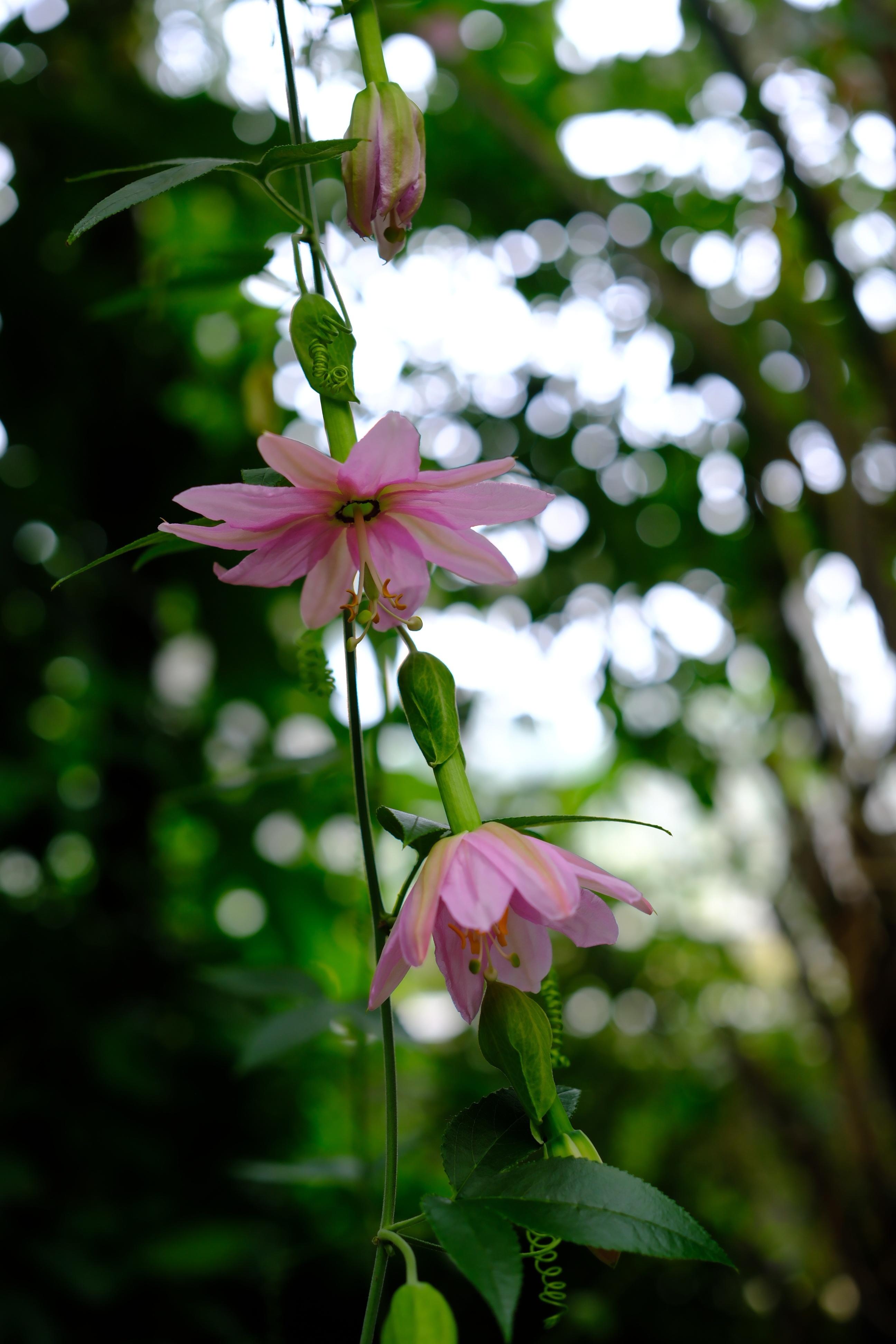 粉色花的香蕉百香果（学名：Passiflora mollissima，也叫软毛西
