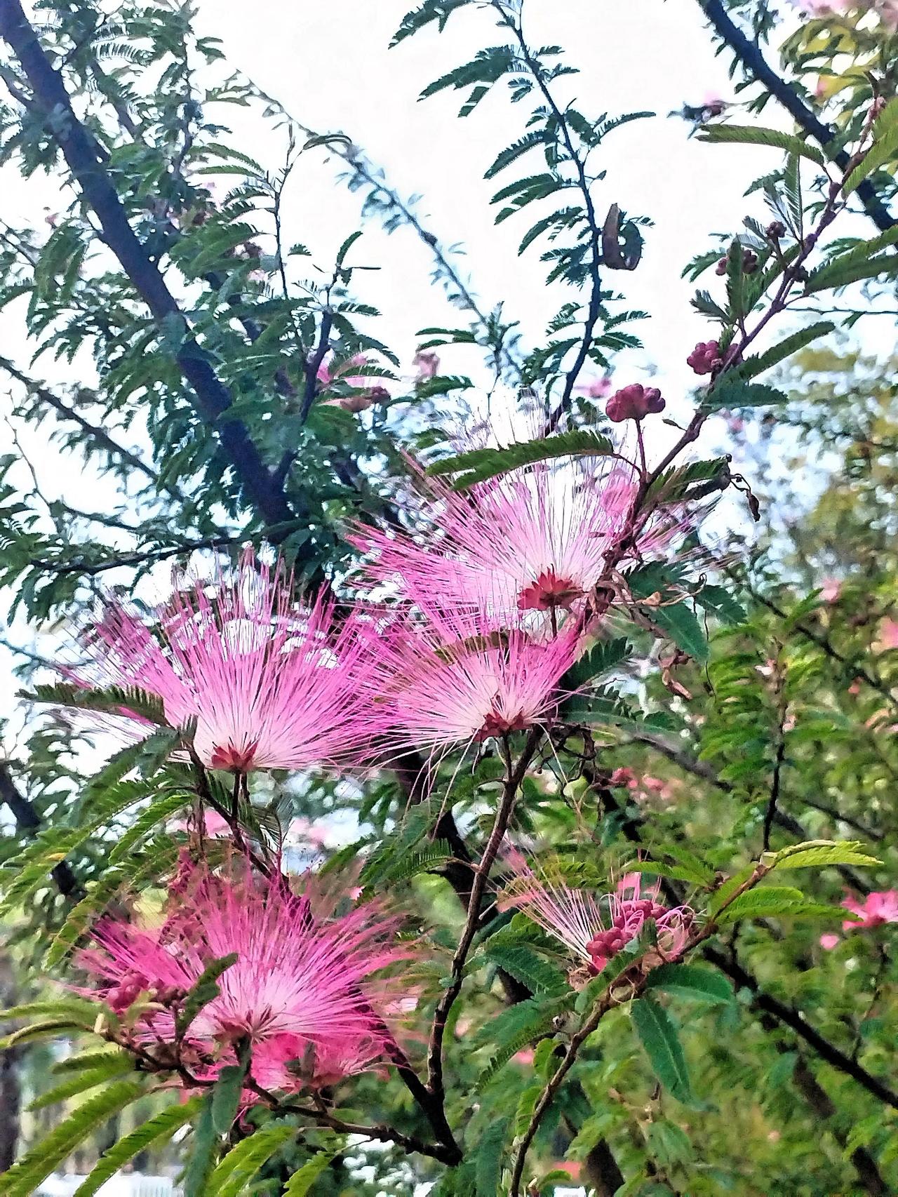 今天下午，在回家的路上，看见路边绽放的花写满了春的气息，拿起手机拍了。