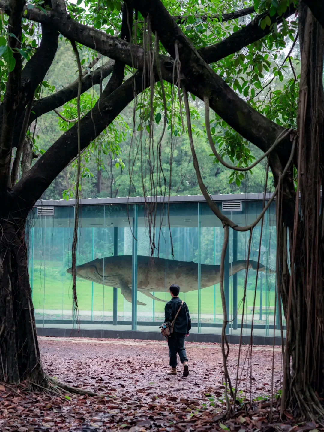 广州拍照|现实版的侏罗纪太出片啦‼