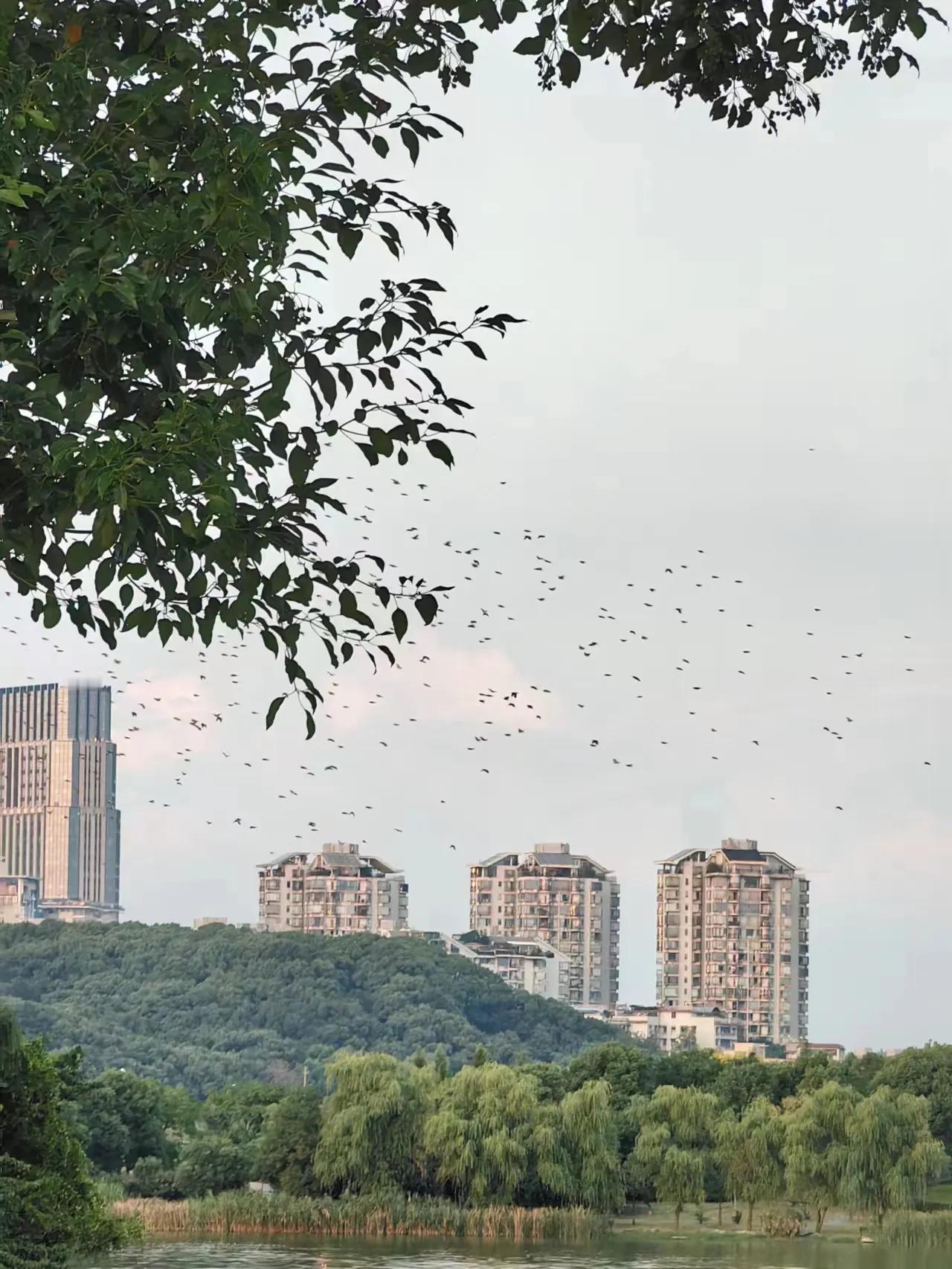 #秋日景色随手拍#