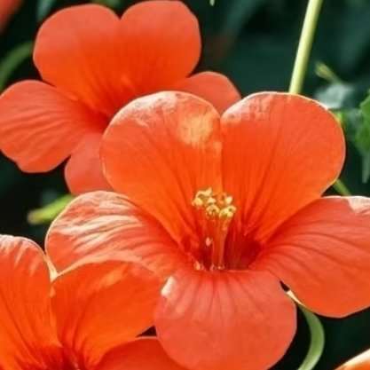 凌霄花种植方法1．选苗：选择枝干粗壮、根系完整、无病虫害的一年生幼苗，苗子壮实长