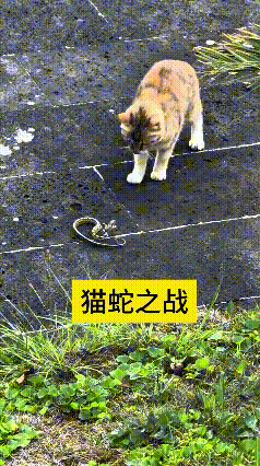 看到这个视频，我看得很专注。小蛇对着猫咪摆出攻击姿态，猫咪却不慌不忙。面对小蛇的