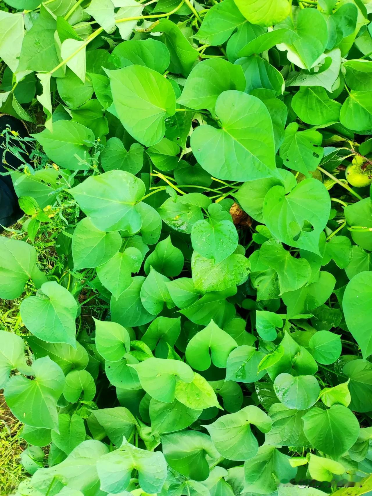 自家吃红薯，别搞那些花里胡哨的“红薯宝宝”之类的说法，自己动手翻翻秧、打打尖就行