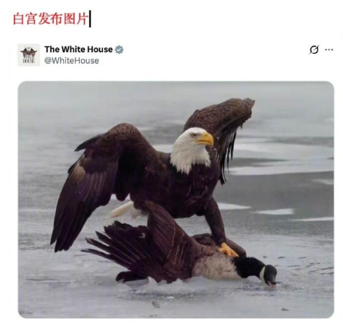 美加关税战还在升级，白宫8月26日重发“白头鹰压住加拿大雁”图片造势，加拿大70