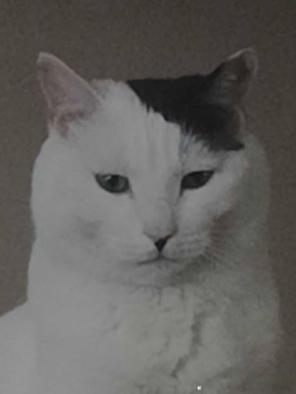 49471【丑猫】西特乐 