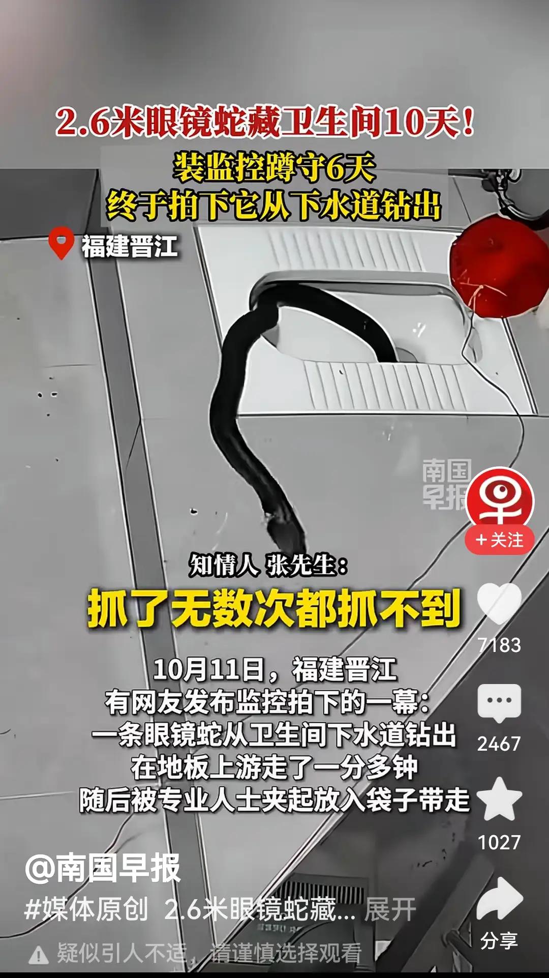一条蛇，教会我们感恩生活

福建晋江一商铺卫生间里，竟藏了条2.6米长的眼镜王蛇