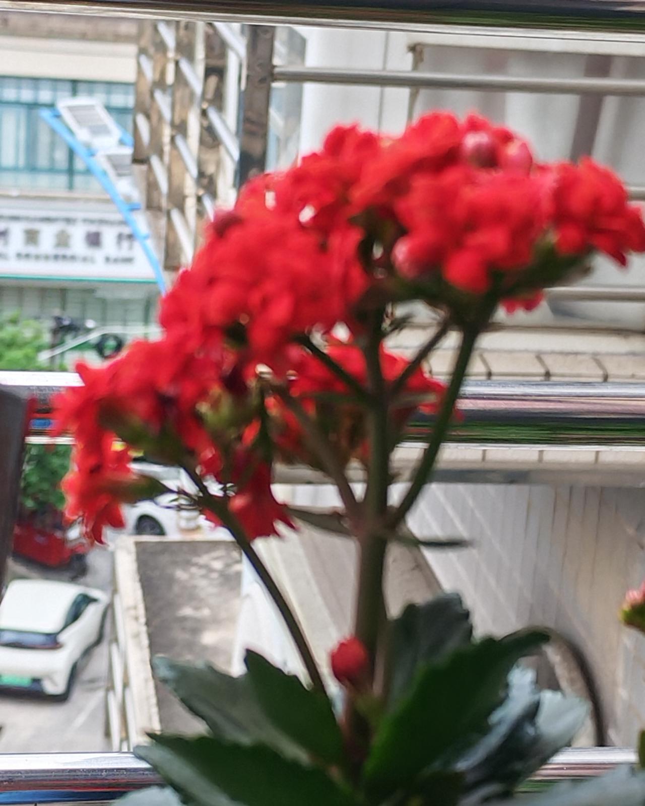 阳台一抹火红，静享人间诗意
 
窗前的长寿花热烈盛放，一簇簇殷红繁花紧紧相拥，明