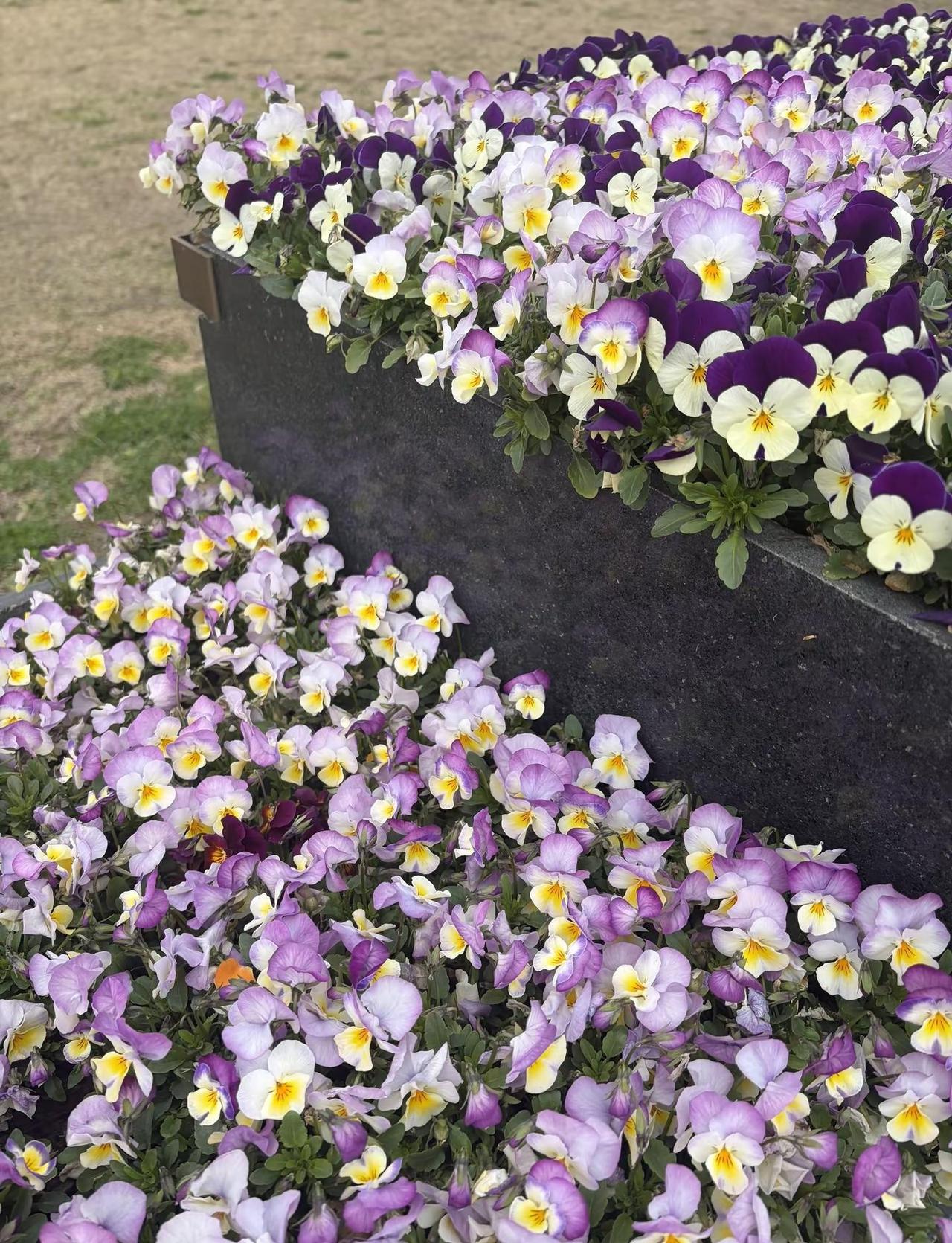 🌸🌸 平安是顶级的富贵局，别嫌弃日子沉闷，那不是平庸，是岁月静好。祝好！