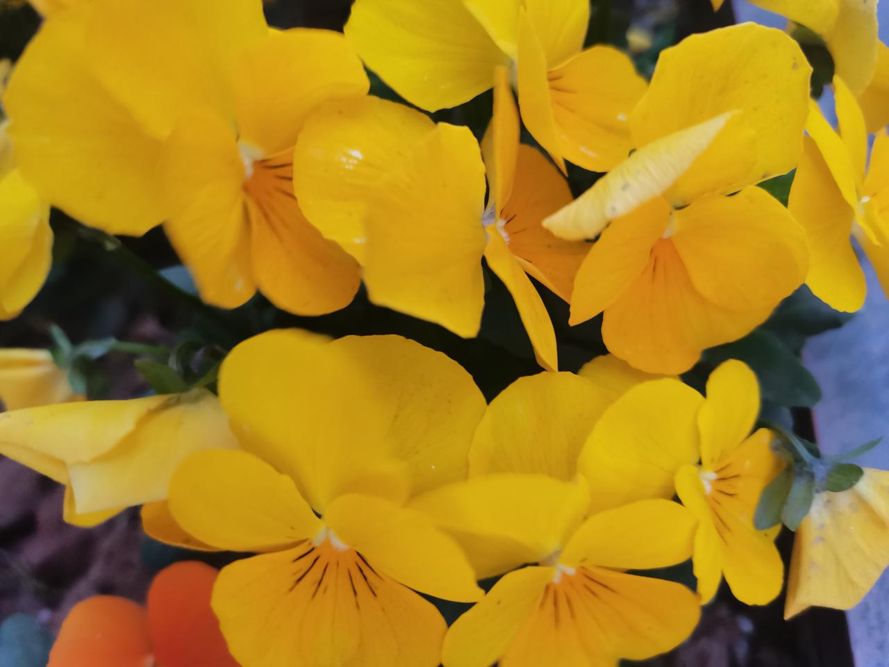 朋友们，知道这花的名字吗？在大马路上拍的！我拍的真的没长着的好看！这颜色真的是长