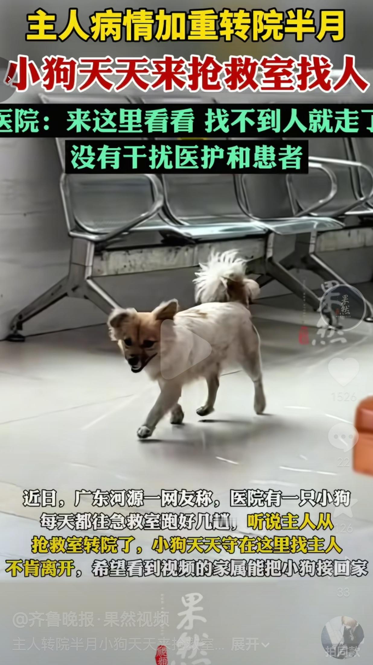 破防了！你敢信吗？广东河源一家医院里，一只小狗整整蹲了半个月，天天往抢救室跑，就