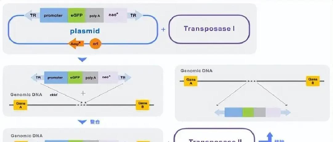 在细胞基因工程领域，海星生物推出无病毒稳转技术，正悄然改变稳转细胞株构建的传统路