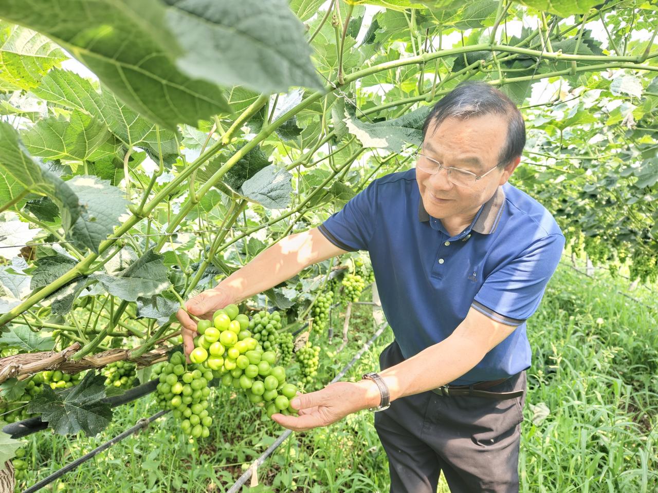 什么样的农业项目更容易申报成功？
1. 种养生产面积（规模）：不是越大越好，而是