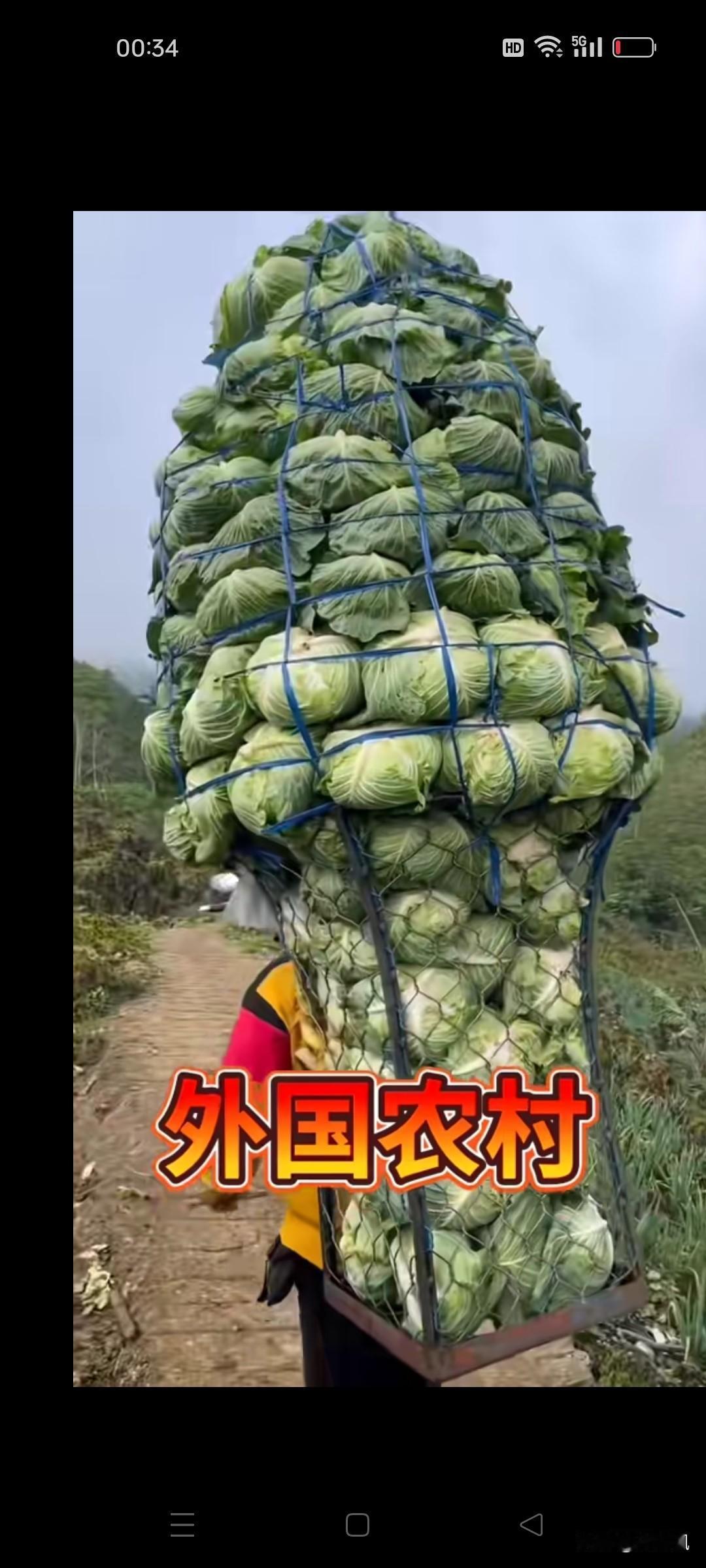这是我们邻居缅甸农村，妇女干农活的场景，着实惊人。这么大一框莲花白，估计有200