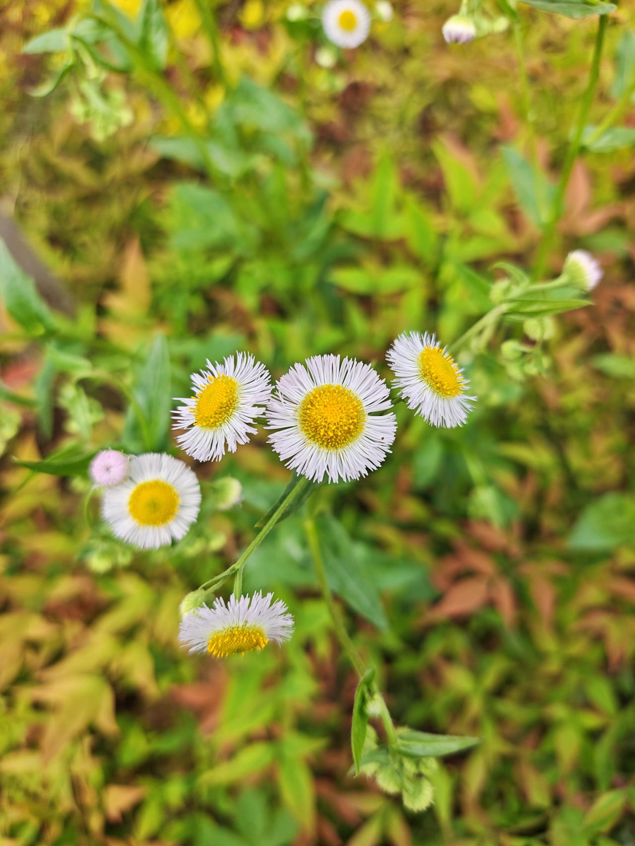 分享一张随手拍的花