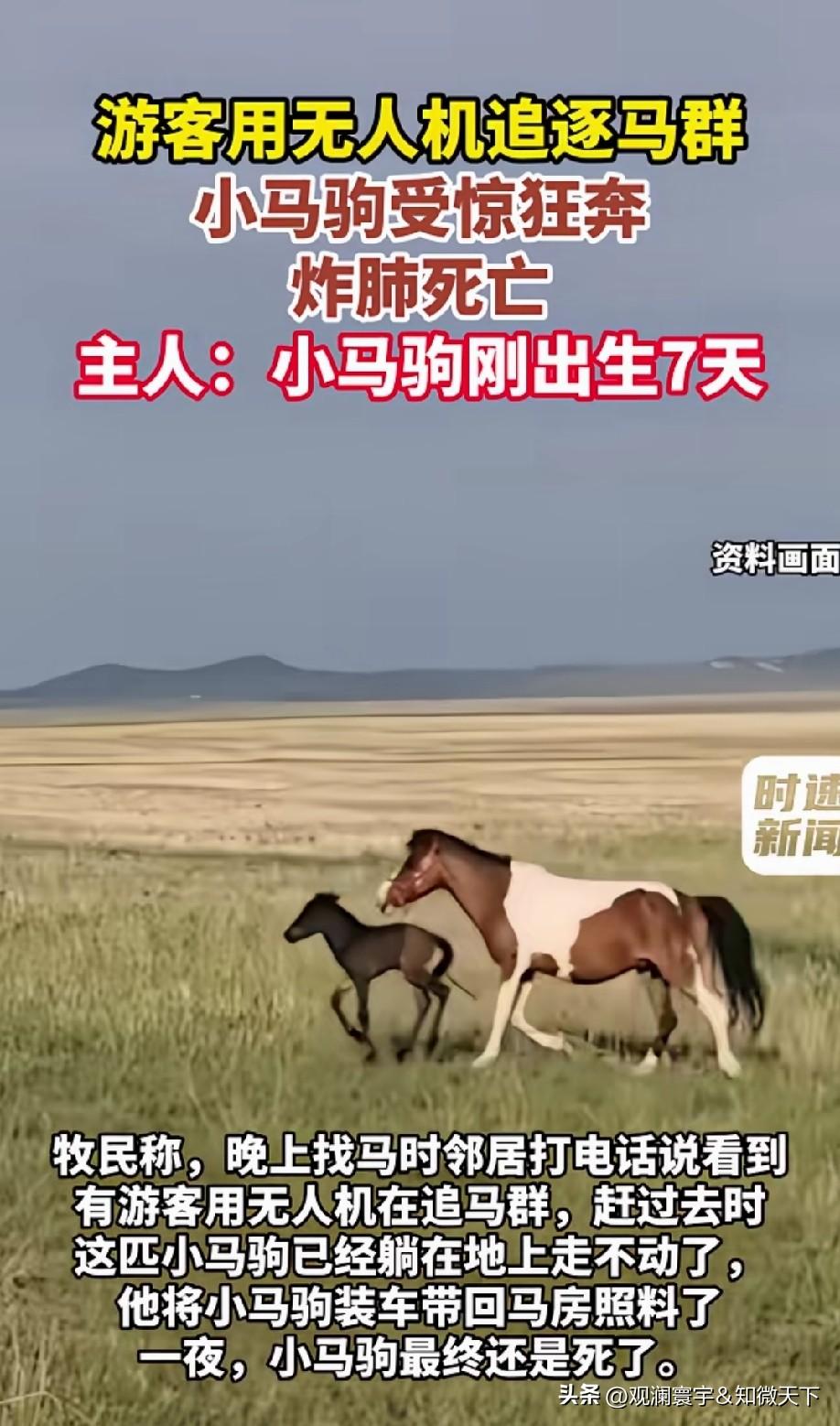 太可怜了，心疼小马驹。无人机的主人真是缺德，可是这种行为能找到无人机的主人吗。