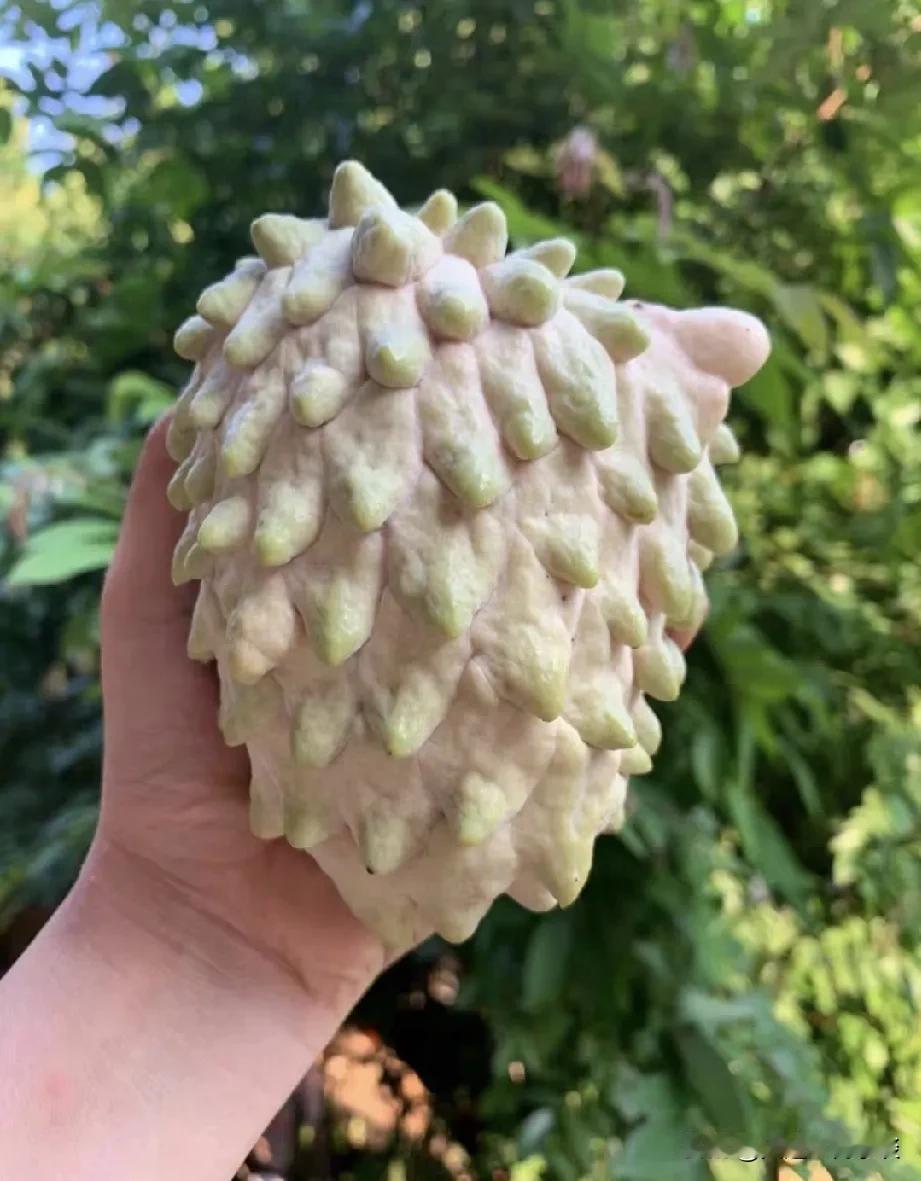 瑜伽果的“两岸漂流记”：从“果王”到“果难”的戏剧性转折

曾几何时，瑜伽果（释