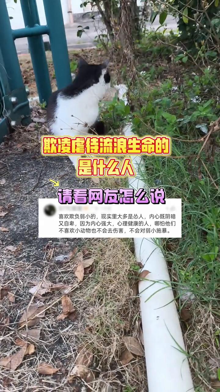 欺凌虐待流浪生命的是什么人？请看网友怎么说。
喜欢欺负弱小的，现实里大多是怂人，