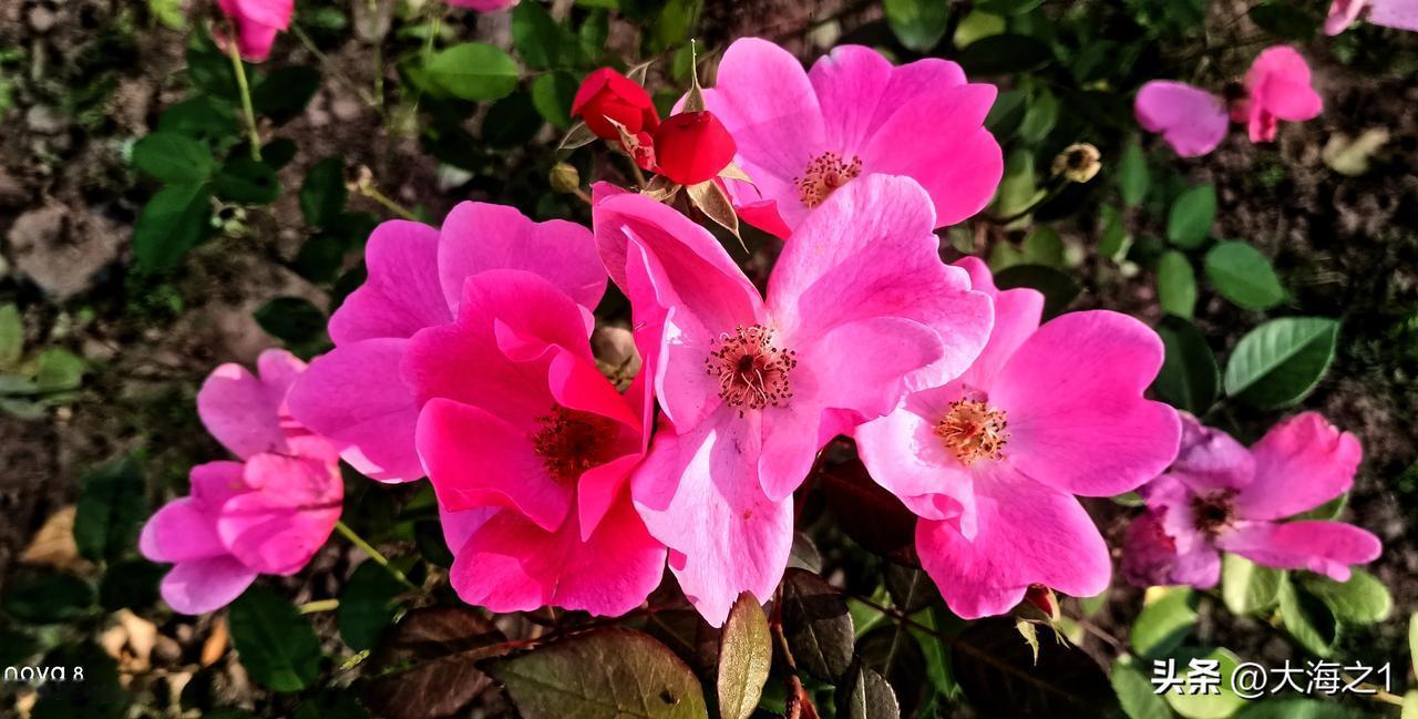 一簇鲜花💐（首发原创）
鲜花拥簇 灵动感很强 就好像是一群飞舞的蝴蝶  美艳的