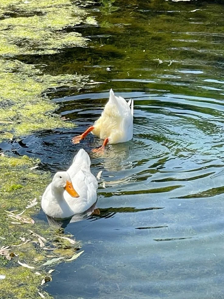 天鹅湖上的鸭子们🦆🦆