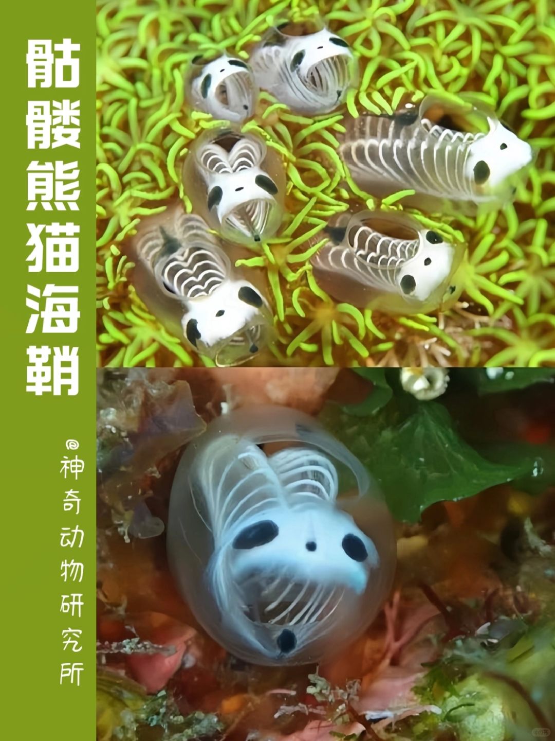 每天了解一种趣味动物👀骷髅熊猫海鞘