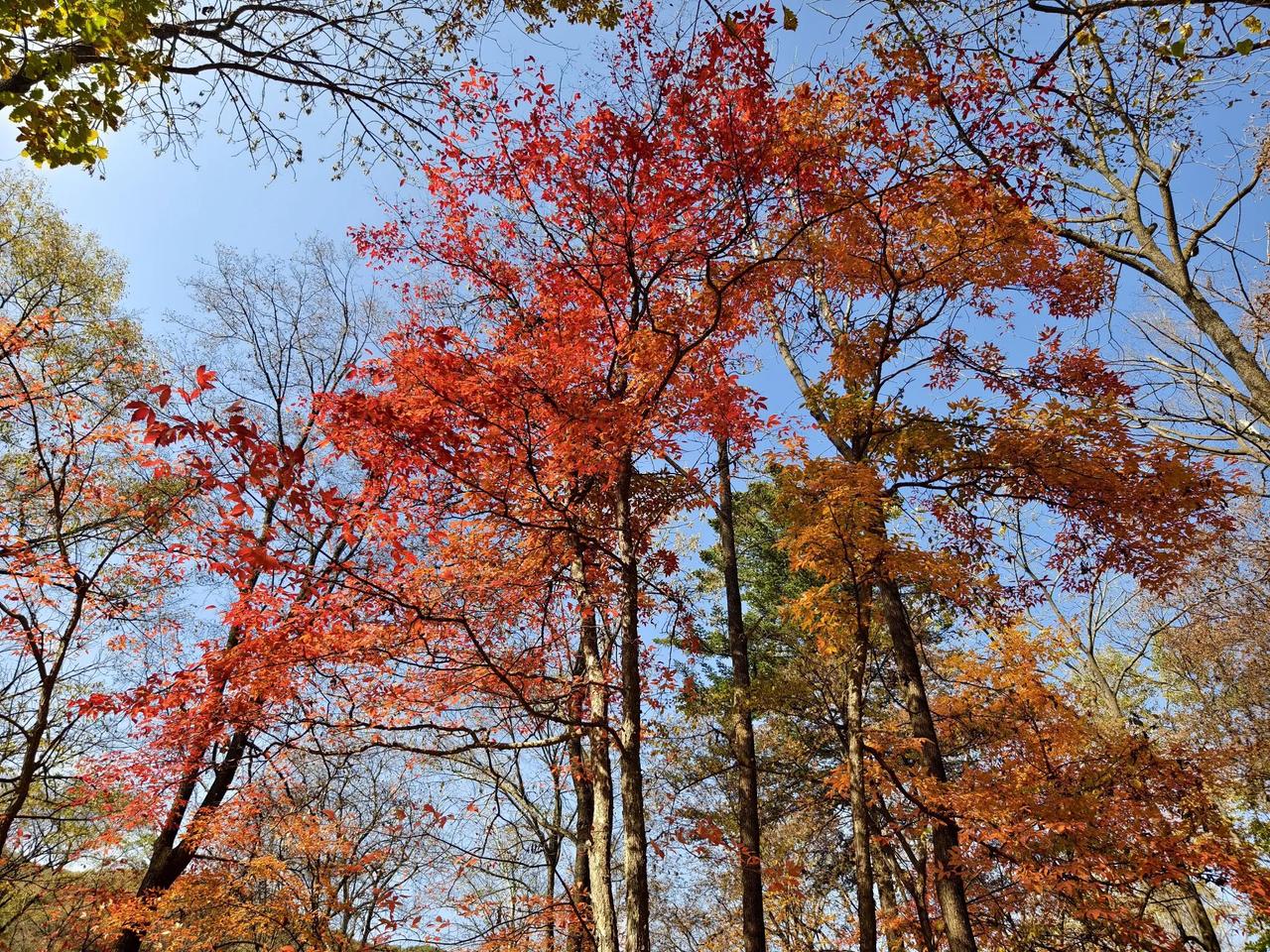 可以分享一张秋景树叶的照片吗