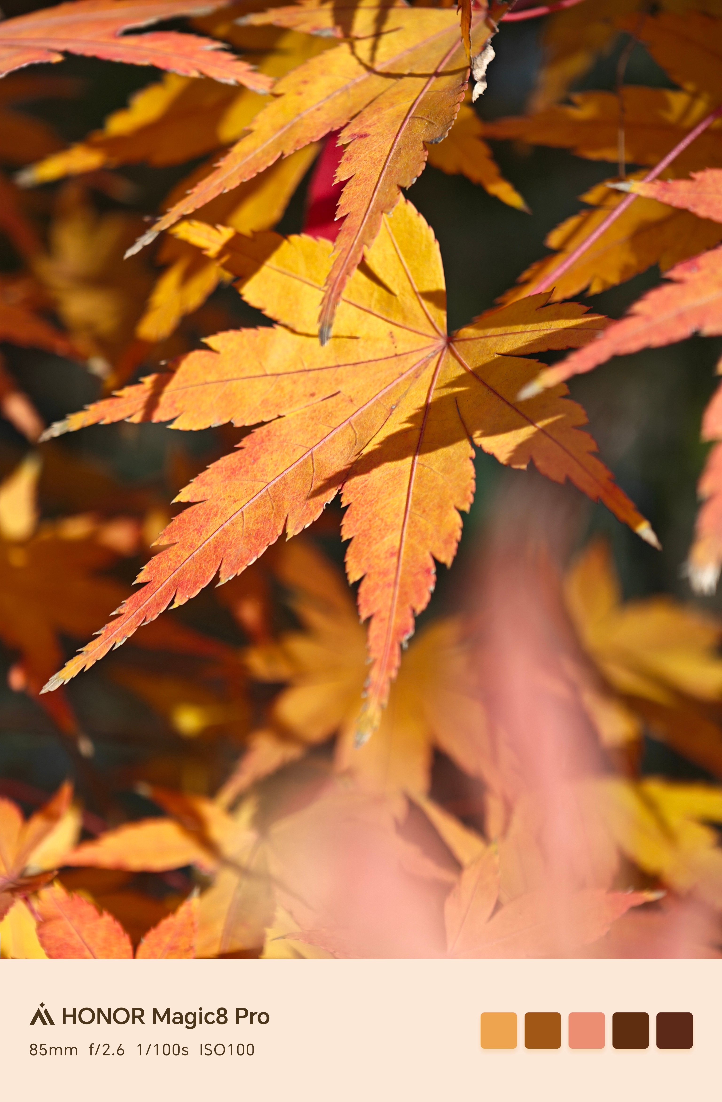 北京下雪 了，但苏州的初雪不知何时能来。虽说看不了雪景，但是红枫也挺美的不是。此