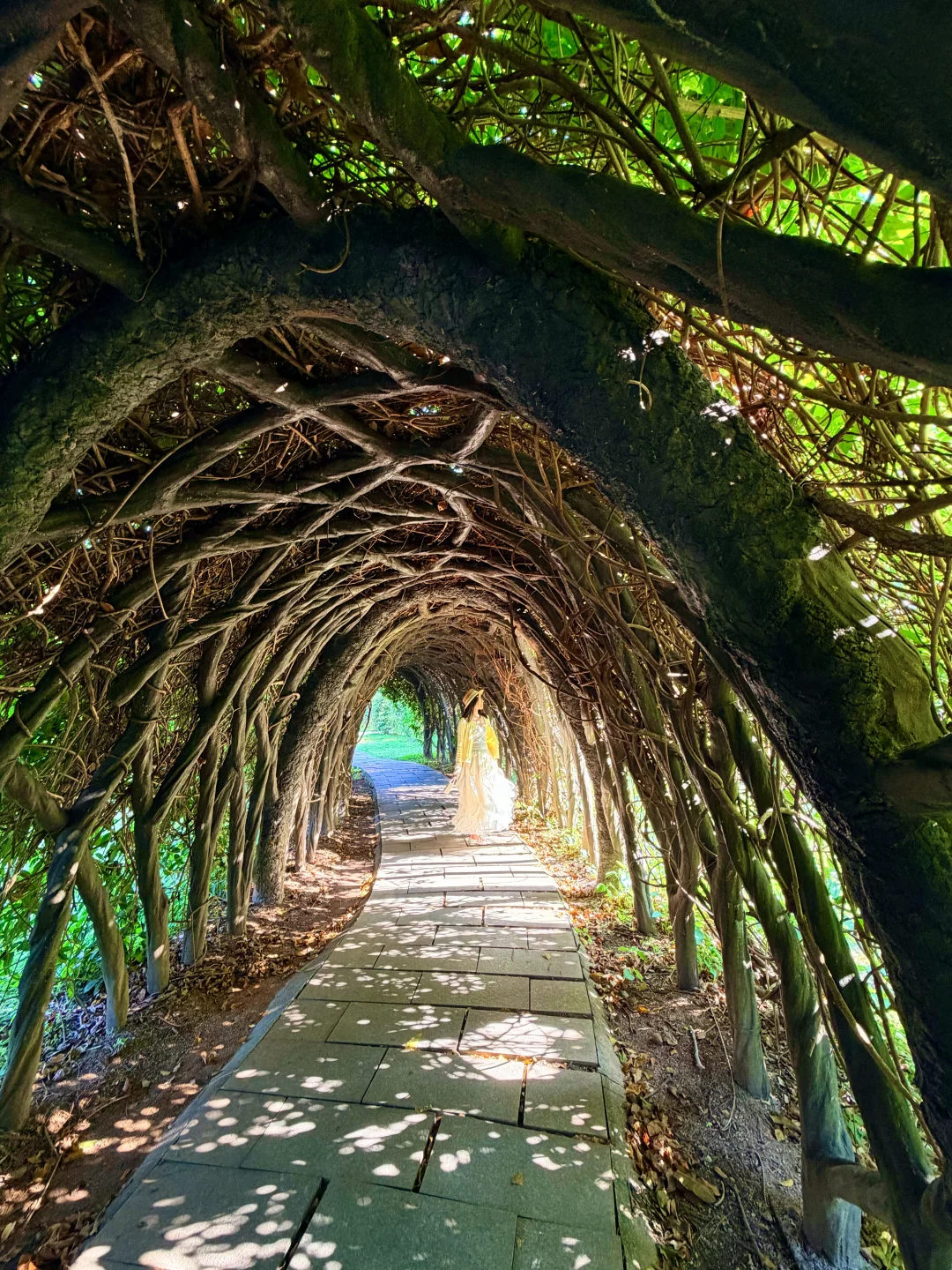 在广州找到了现实版爱丽丝梦游仙境的树洞！