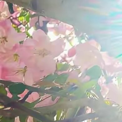 每每暮色漫过院墙时，坐于庭中木椅上，看着夕阳把流云染成桃花色，听归鸟在老榆树上梳