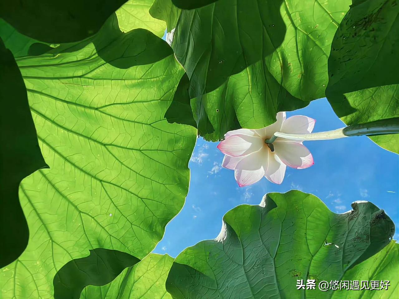 今天还真遇到两只小猫咪！不过天黑没有拍照片。