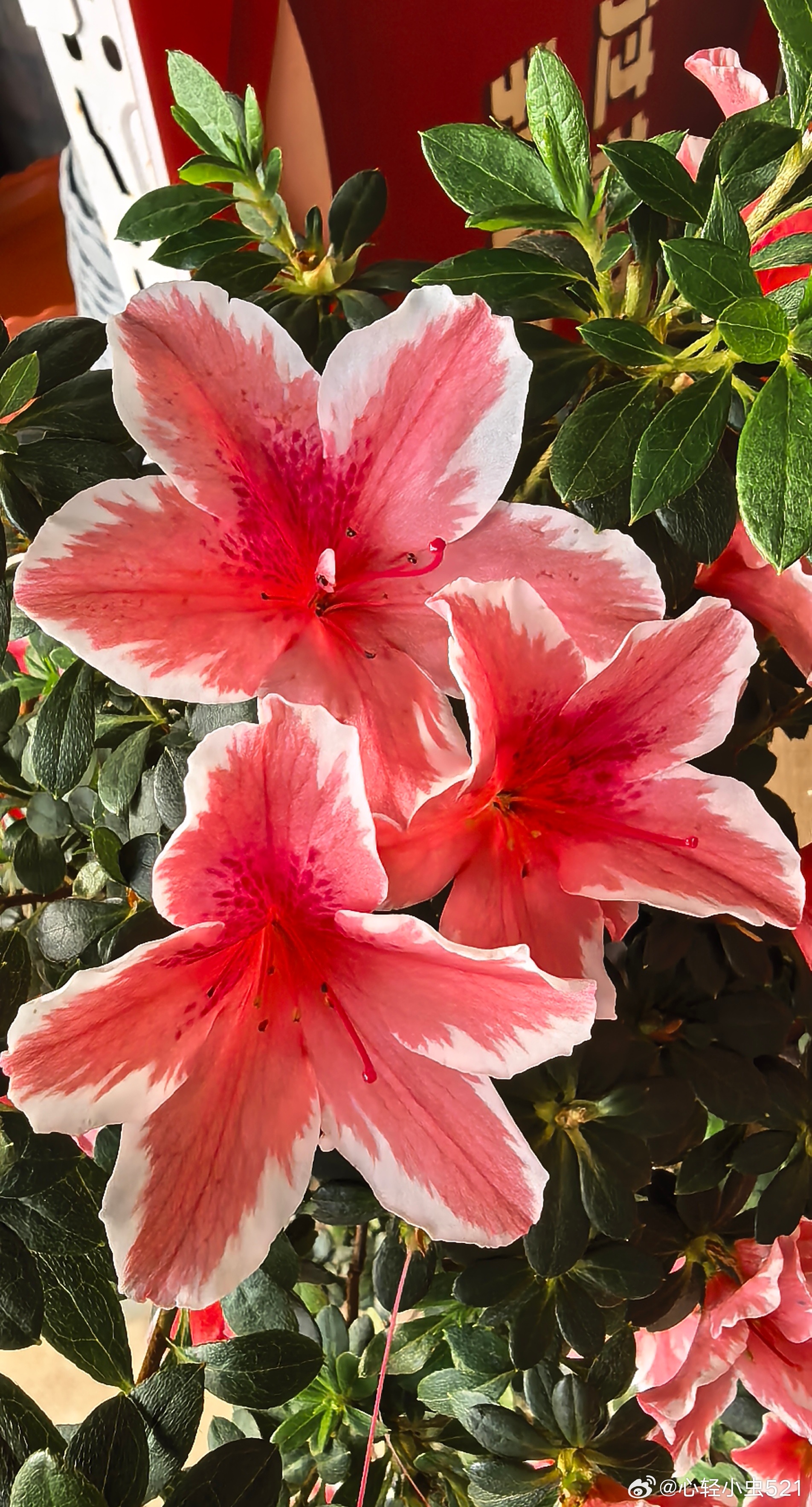 我的春天（太原晋源鑫龙腾花卉市场） 