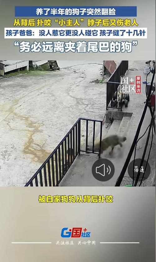 [太阳]“悲剧还是发生了！”7月21日报道，贵州毕节，一户人家养了半年的狗，走丢