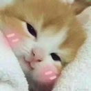 鼠根捧音乐