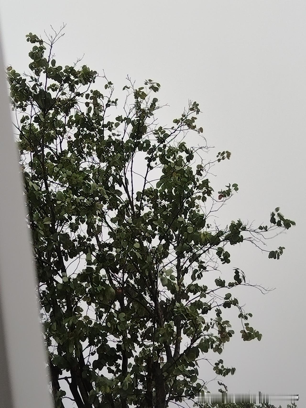 这场雨来得可真急，刚刚还晴空万里，这会儿豆大的雨点就噼里啪啦地砸了下来。闪电如同